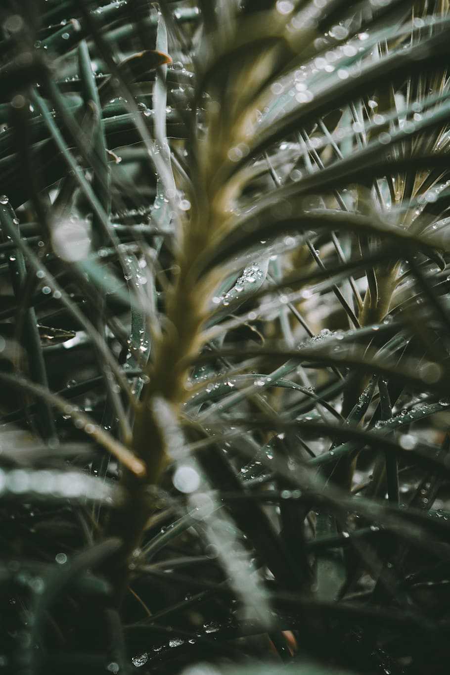 bokeh, tree, plant, wallpaper, forest, green, nature, canada HD wallpaper
