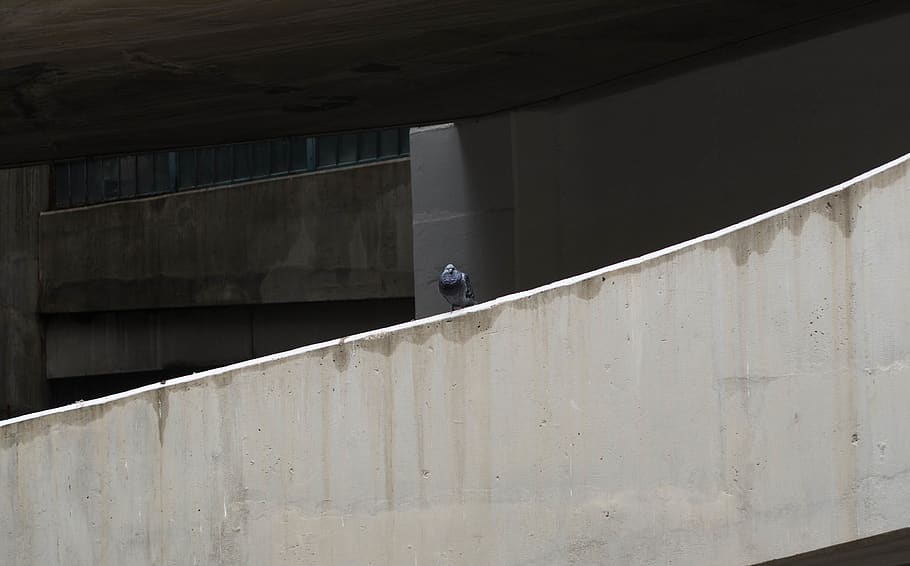 pigeon, concrete, city, lines, composition, architecture, parkade, HD wallpaper
