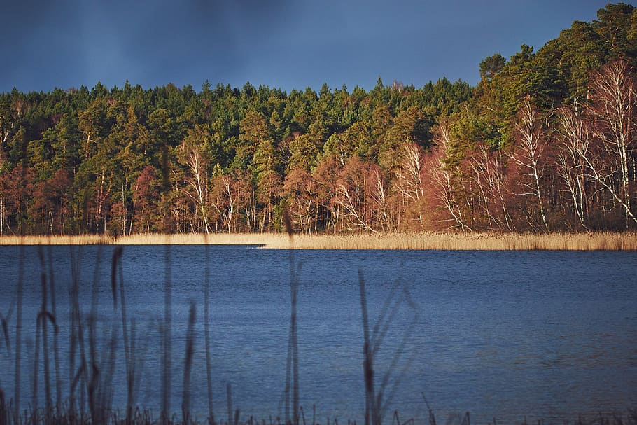 Trees Near Body of Water, daylight, environment, forest, landscape HD wallpaper