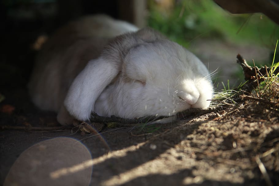 sleeping, pet, tired, rabbit, bunny, animal themes, mammal HD wallpaper