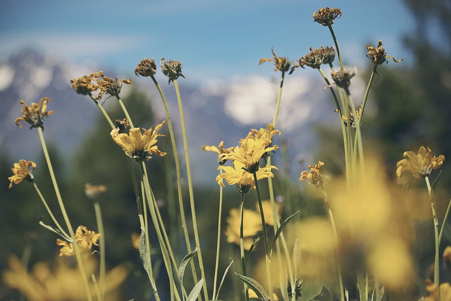 yellow flowers, camping, hike, nature, mountain, plant, growth HD wallpaper