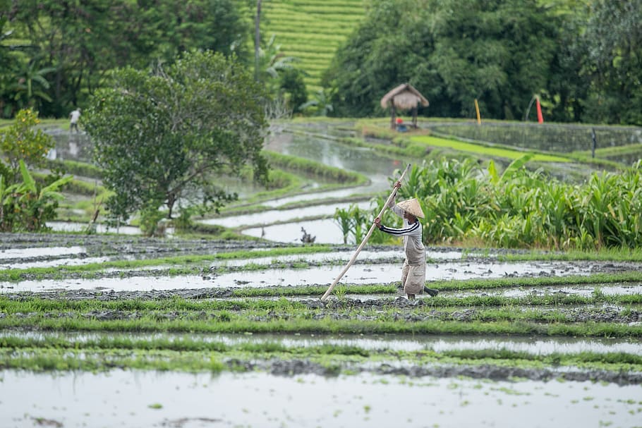 rice, field, work, asia, harvest, farmer, green, the tradition of HD wallpaper