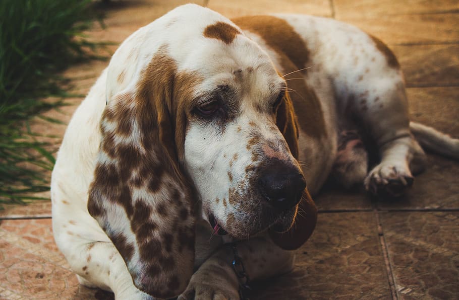 Brown and White Basset Hound Lying on Floor, adorable, animal, HD wallpaper