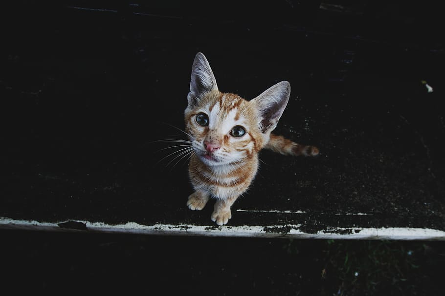 gagra, cat, one animal, pets, domestic, domestic cat, mammal HD wallpaper