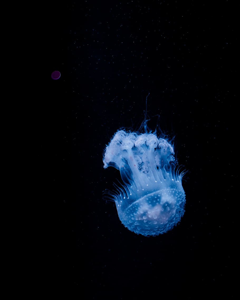 blue jelly fish, animals in the wild, underwater, animal themes HD wallpaper