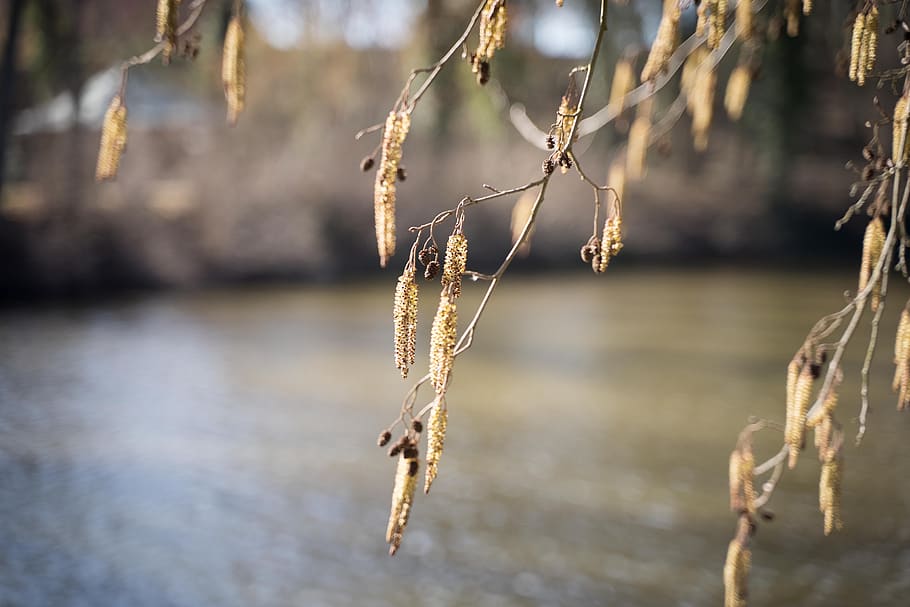 grasses, tree, pollen, bloom, tap, willow catkins, birch, allergy HD wallpaper