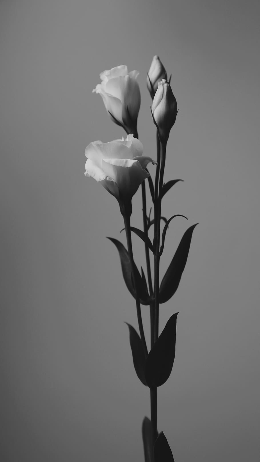 white, black, flower, flowering plant, fragility, beauty in nature HD wallpaper