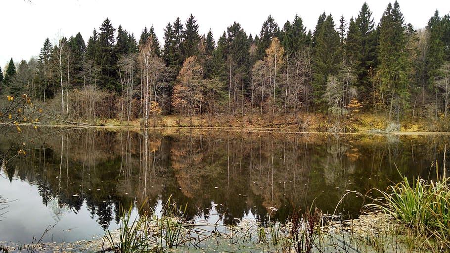 autumn, lake, reflection, water, tree, plant, beauty in nature HD wallpaper