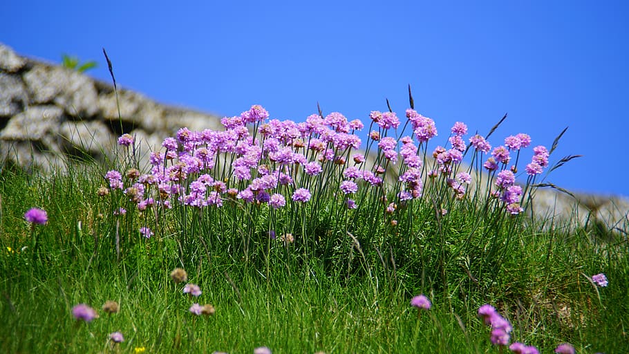 Purple Flower during Daytime, bloom, blossom, fields, flora, flowers HD wallpaper