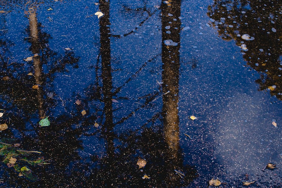 reflection, tree, water, autumn, wet, no people, road, day HD wallpaper