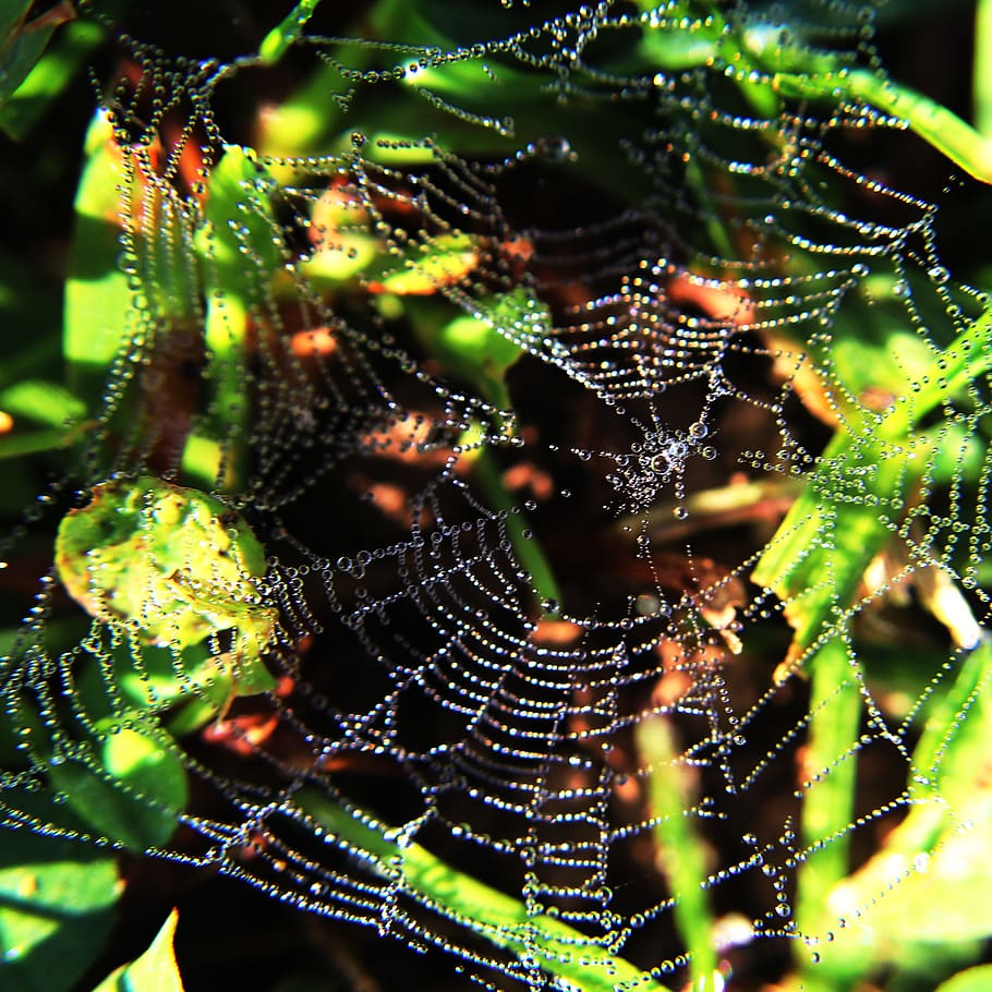 bubbles, water, water drops, dew, spider, web, spider web, strings HD wallpaper