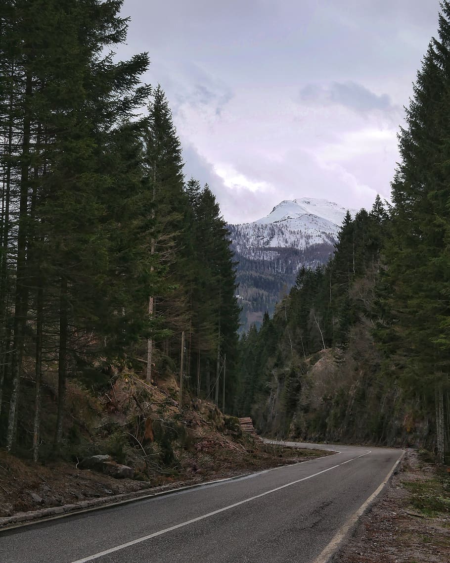 concrete road between tall trees, abies, plant, fir, way, highway HD wallpaper