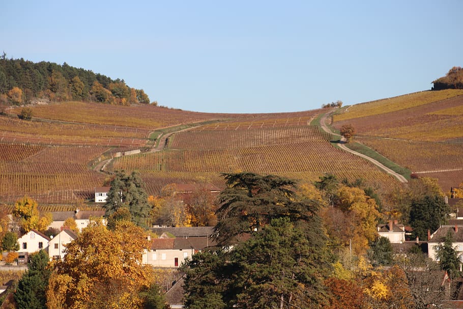 vines, fall, landscape, tree, plant, architecture, nature, building exterior HD wallpaper