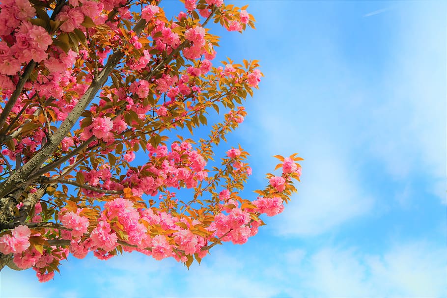 rose, tree, plant, flower, leaves, sky, low angle view, growth HD wallpaper