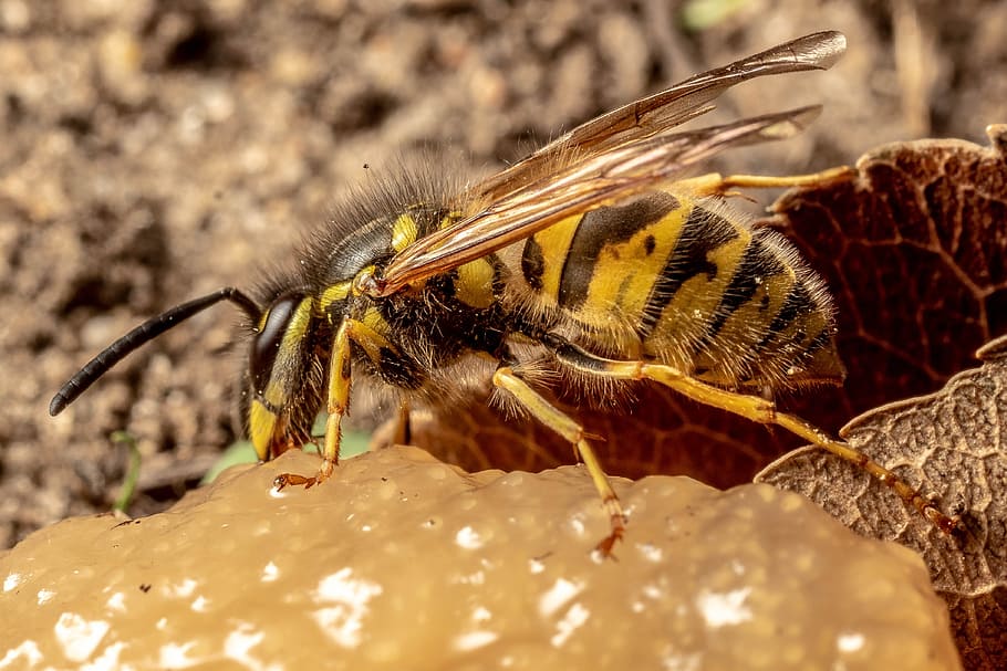 macro, insect, nature, close up, compound eyes, bee, summer HD wallpaper