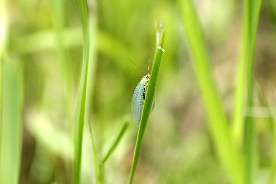 zlatovlaska, plennitsa, insect, chrysoperla, green lacewing