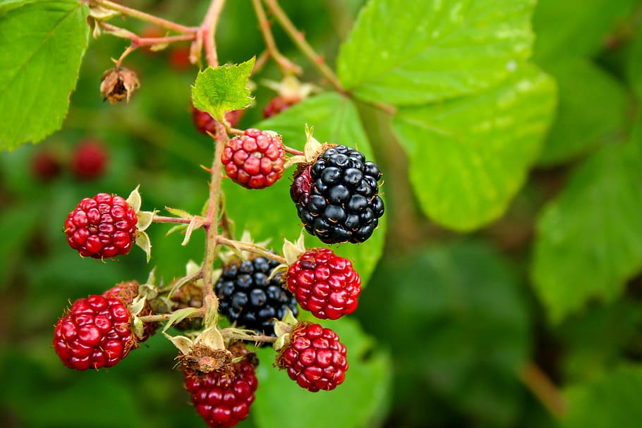 HD wallpaper: blackberry, wild plant, roses, berries, close up, fruit ...