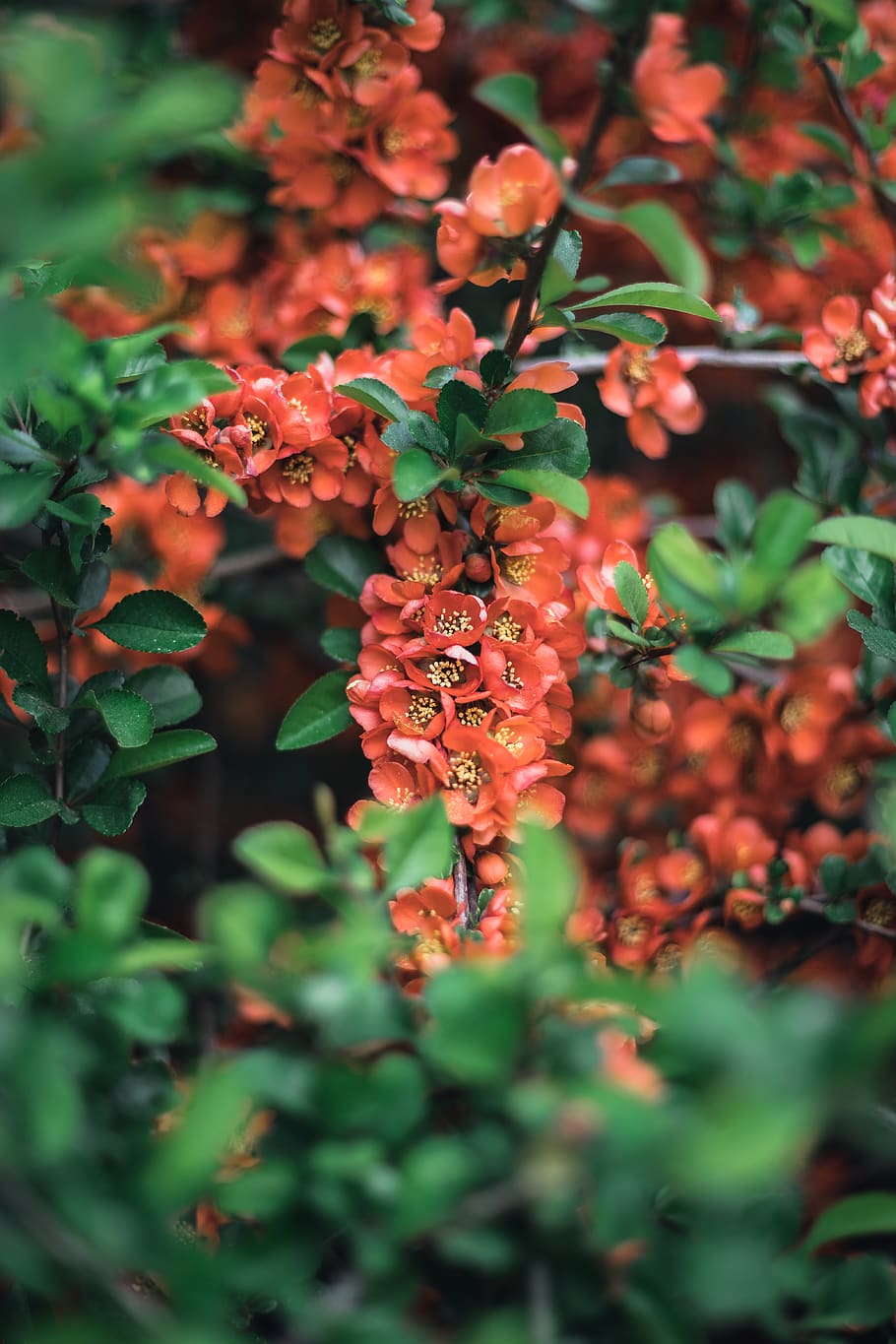 flower, nature, spring, plant, growth, beauty in nature, flowering plant HD wallpaper