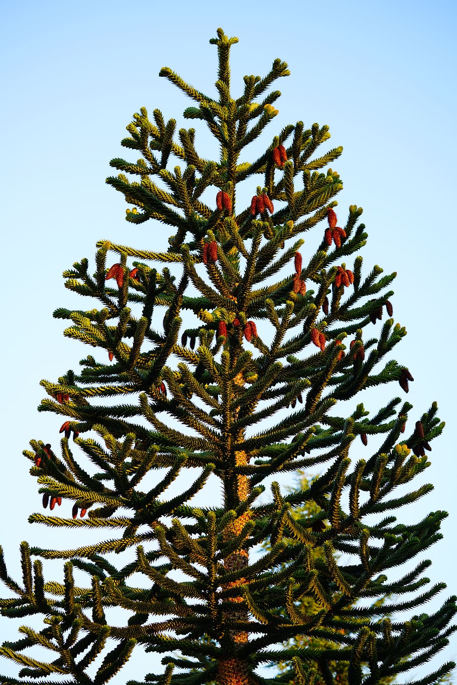 araucana, tree, araucaria, araucaria araucana, chile pine, chile fir, HD wallpaper