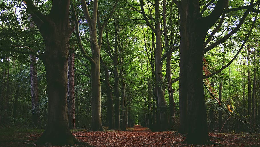 forest, woods, leaves, trees, nature, branches, plant, land HD wallpaper