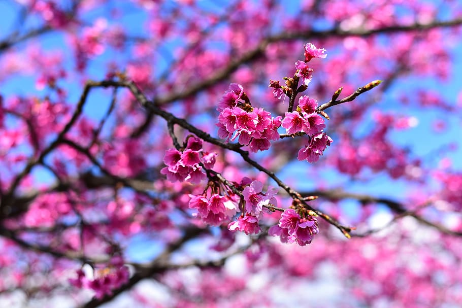 plant, flower, cherry blossom, flowering plant, tree, pink color HD wallpaper