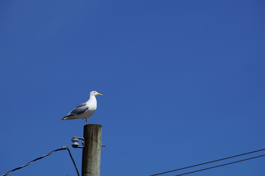 sky, blue, bird, vertebrate, animals in the wild, animal wildlife HD wallpaper