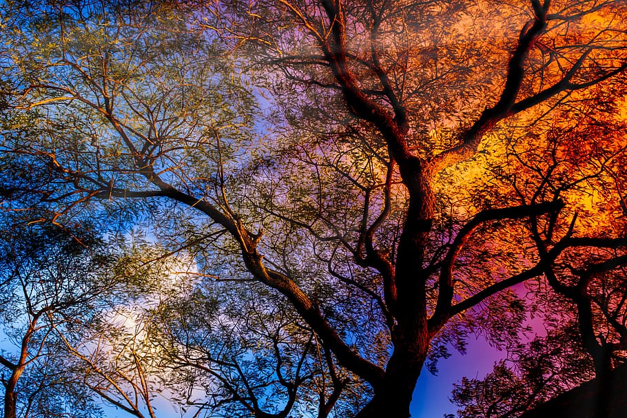 tree, sunbeam, rays, sunset, tree trunk, tree top, shadow, light HD wallpaper