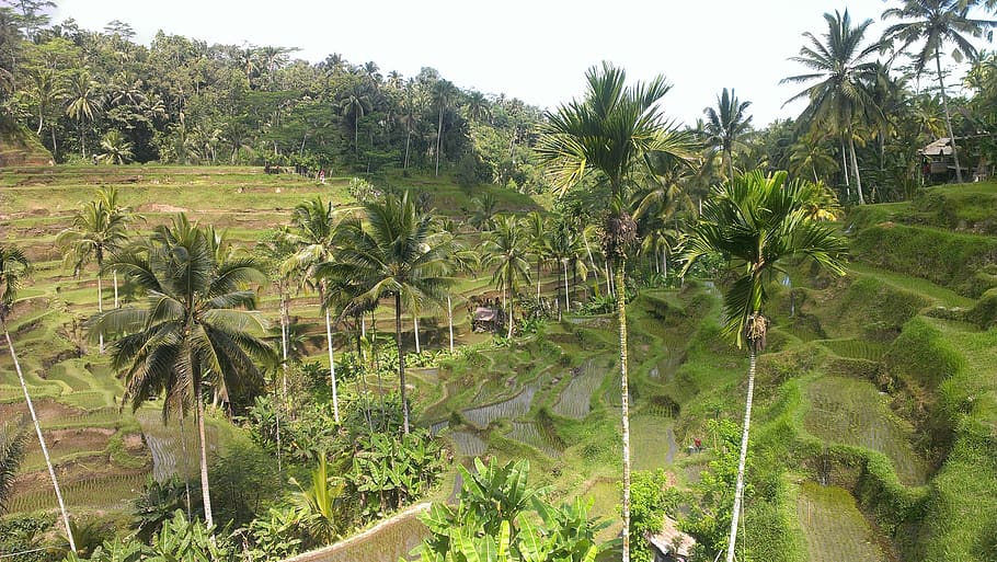 indonesia, bali, plant, growth, green color, tree, palm tree HD wallpaper