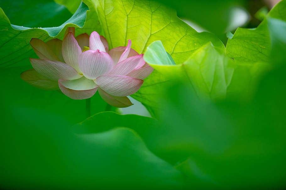 selective focus photography of pink tulip flower, plant, leaf HD wallpaper