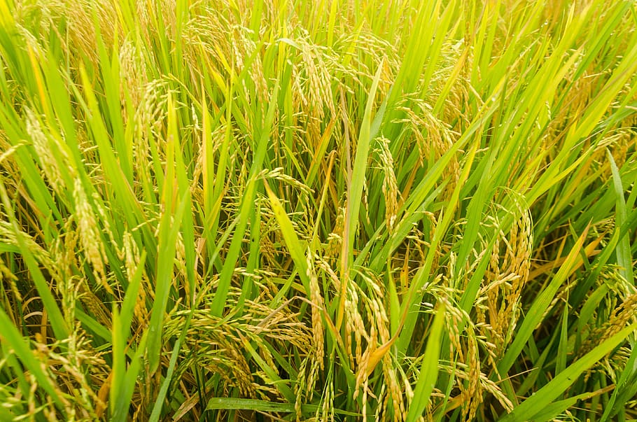 165 Dhan Rice Stock Photos  Free  RoyaltyFree Stock Photos from  Dreamstime