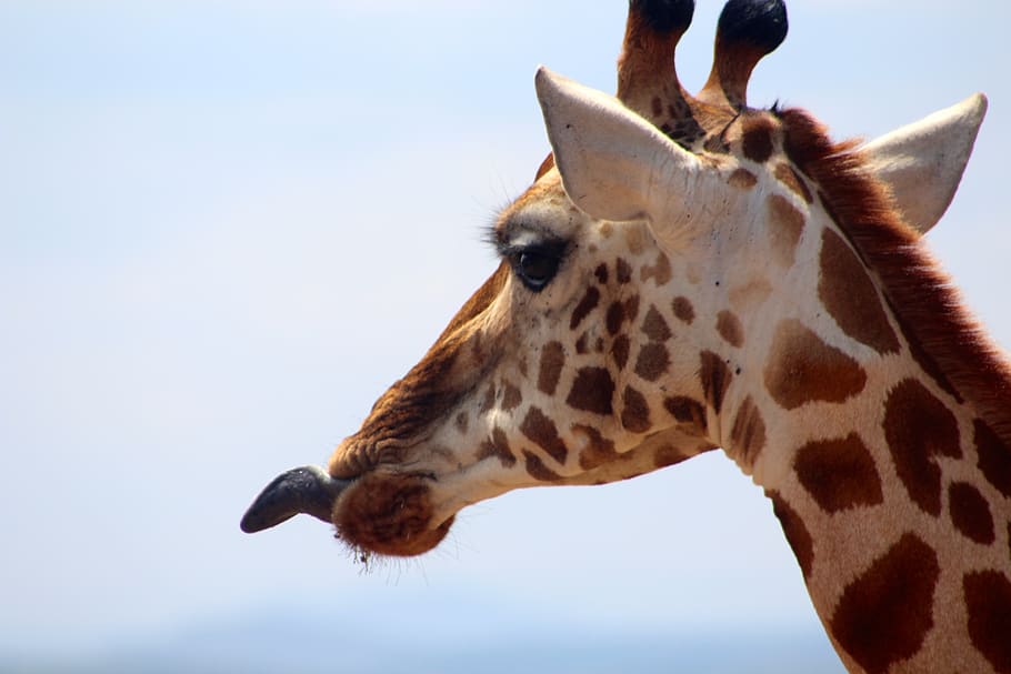 brown and white giraffe close-up photography, mammal, animal, HD wallpaper
