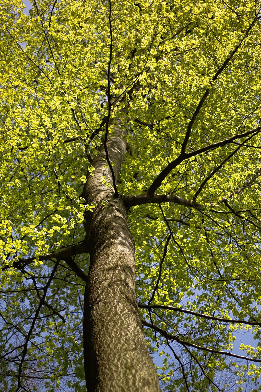 trees, forest, wood, light, atmosphere, plant, low angle view HD wallpaper