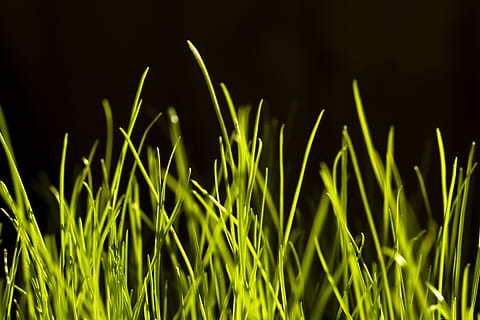grass, black, background, green, field, isolated, meadow, natural HD wallpaper