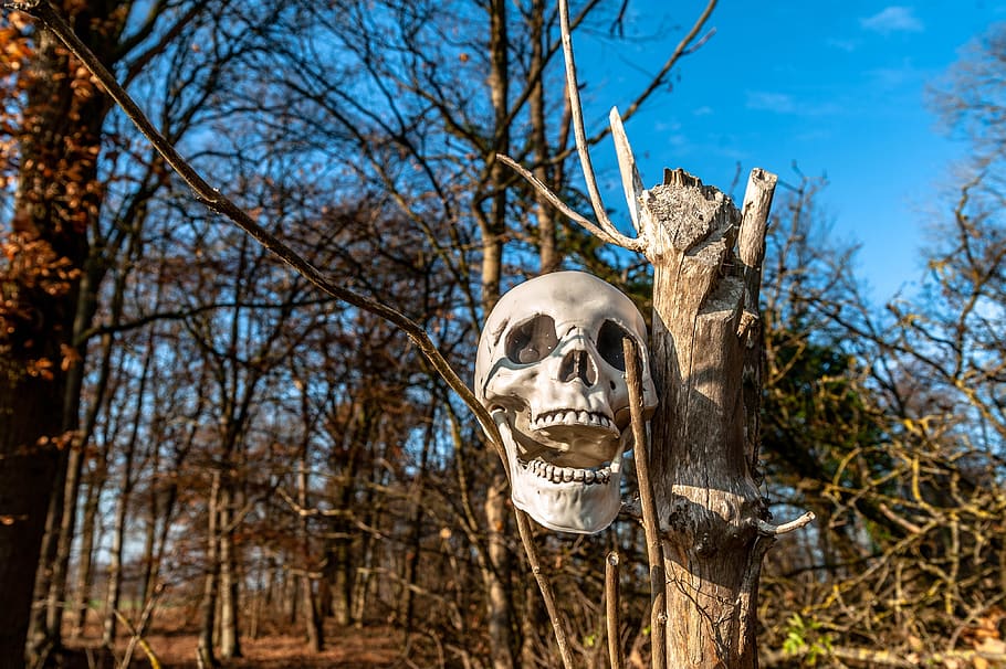 skull, tree, forest, mystical, mysterious, plant, nature, no people HD wallpaper