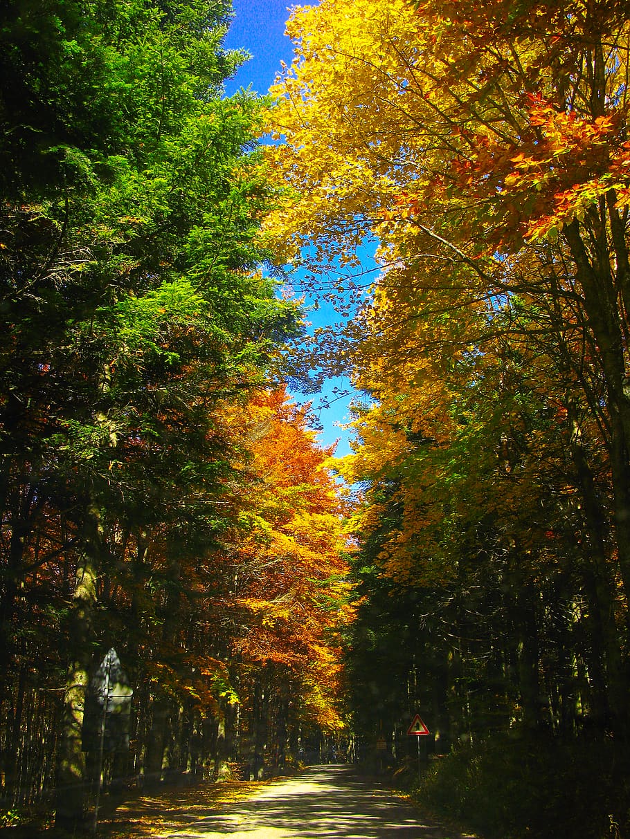 dirt road between trees, plant, leaf, maple, tree trunk, art HD wallpaper