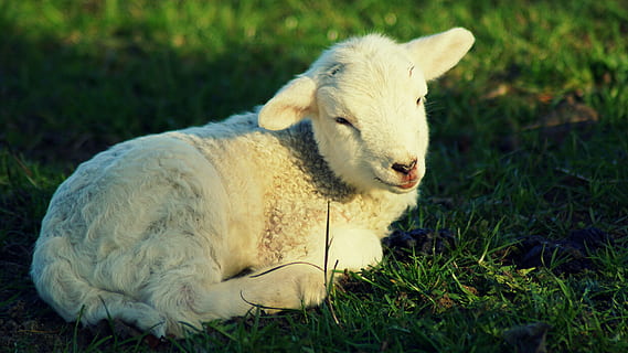 passover, easter, cute, sweet, lamb, young, resurrection, nature HD wallpaper