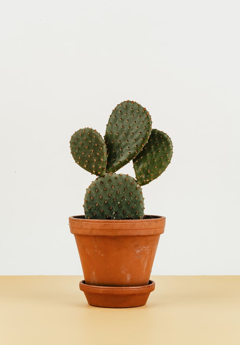 Photo of Cactus On Pot, botanic, botanical, botany, flowerpot HD wallpaper