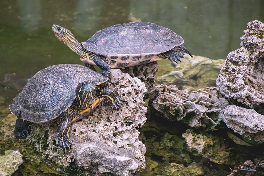 two gray turtles, animal, animal themes, animal wildlife, reptile HD wallpaper