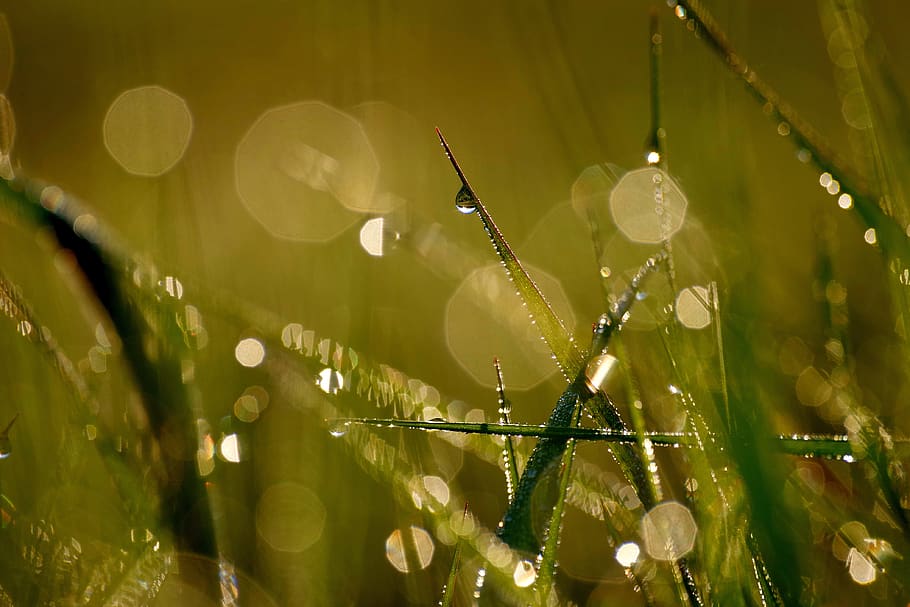 dew, morgentau, grass, dewdrop, close up, plant, green, nature HD wallpaper