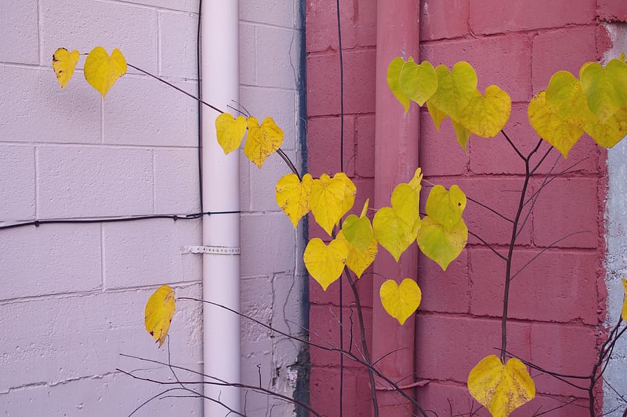 building, yellow, fall, leaves, pink, wall - building feature HD wallpaper
