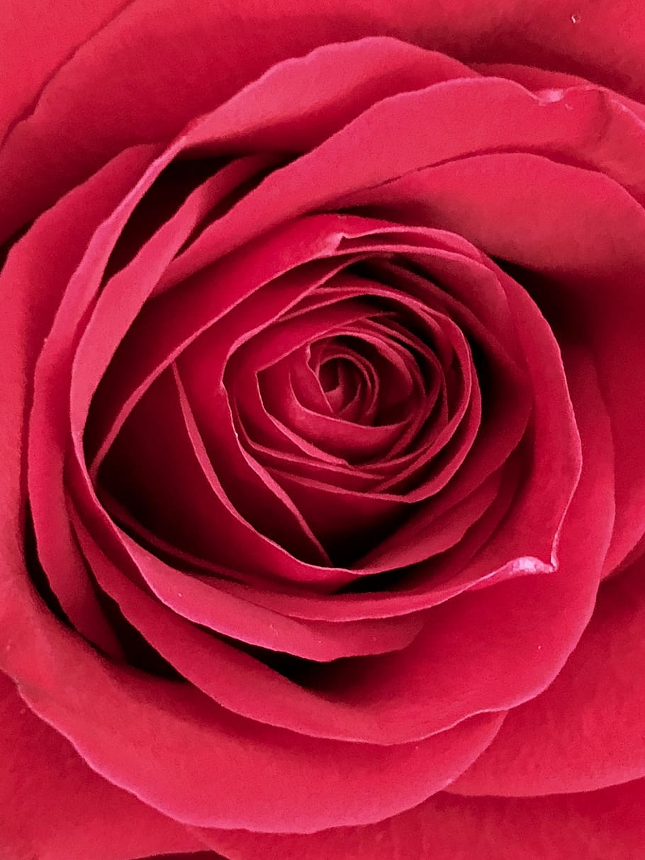 rose, flower, red, bloom, love, bud, petals, red rose, closeup HD wallpaper