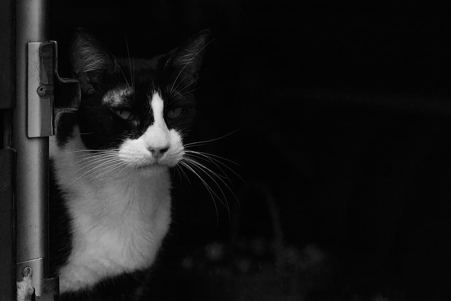 cat, blanco y negro, sombras, tiempo, oscuridad, pets, one animal, HD wallpaper