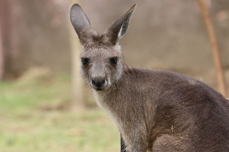 kangaroo, front, animal, one animal, mammal, animal wildlife HD wallpaper