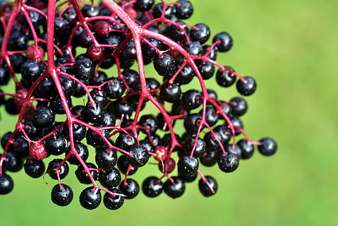 elder, ripe, berries, elderberries, black, red, sweet, wild berry HD wallpaper