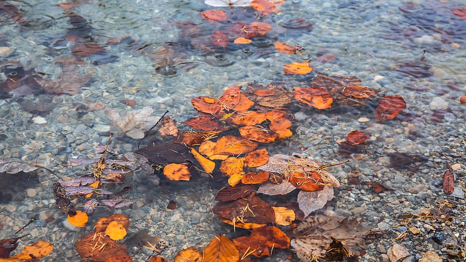 leaves floating on water, leaf, plant part, high angle view, autumn HD wallpaper