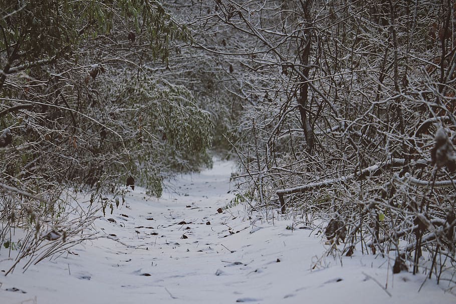 field covered with snow surrounded with trees, winter, cold temperature HD wallpaper