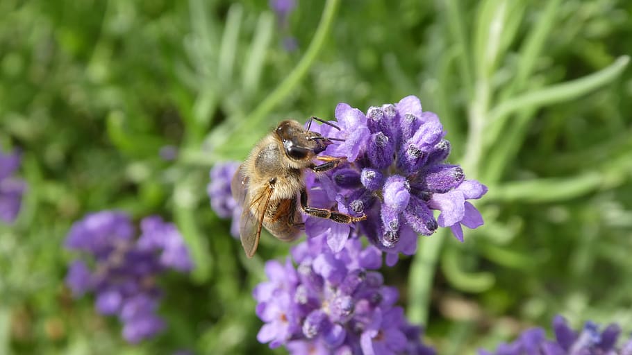 bee, insect, lavender, pollination, close up, violet, purple HD wallpaper