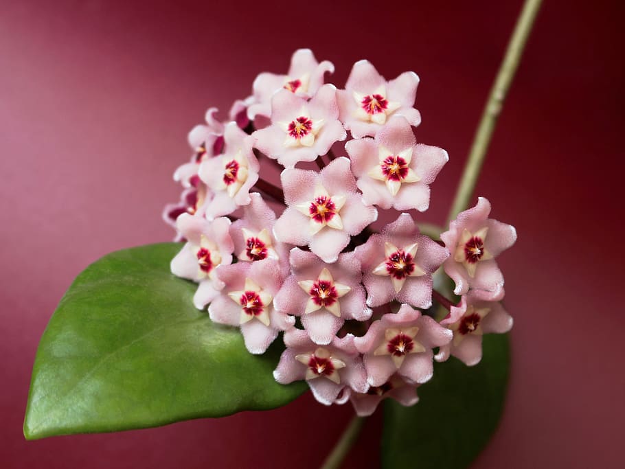 hoya, waxflower, porcelainflower, star-shaped, pink, blossoms