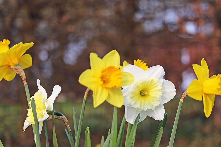 osterglocken, spring, yellow, daffodils, easter, spring flowers HD wallpaper