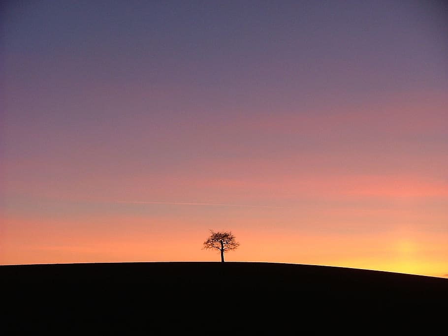 Silhouette of a Tree, dawn, sky, sunset, beauty in nature, tranquility HD wallpaper